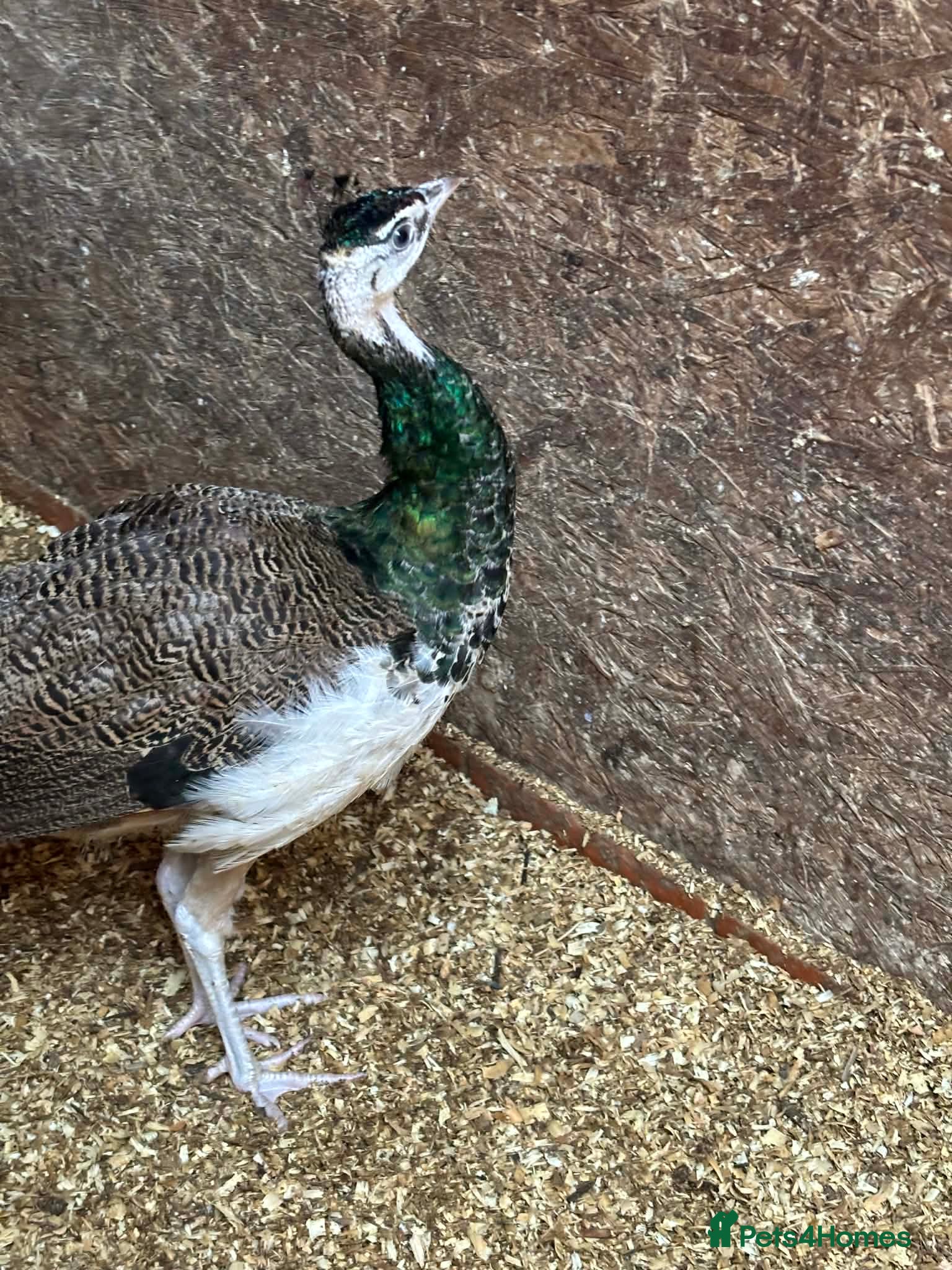 Mixed Breed birds Peacock , Male, IB x Pied White  - Advert 1