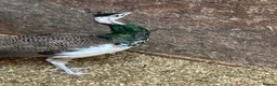 Mixed Breed birds for sale: Peacock , Male, IB x Pied White  - Advert 1