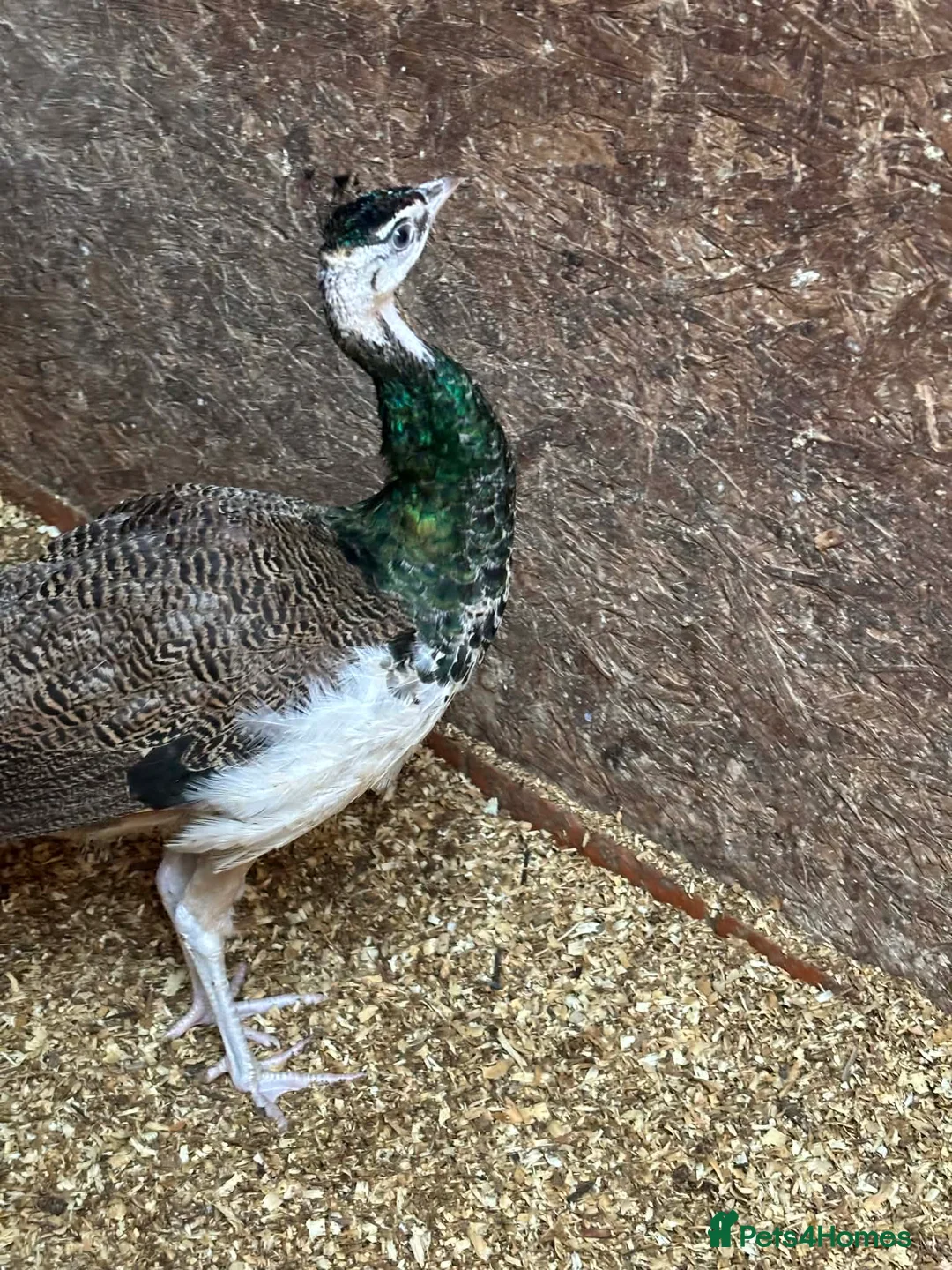 Mixed Breed birds for sale: Peacock , Male, IB x Pied White  - Advert 1
