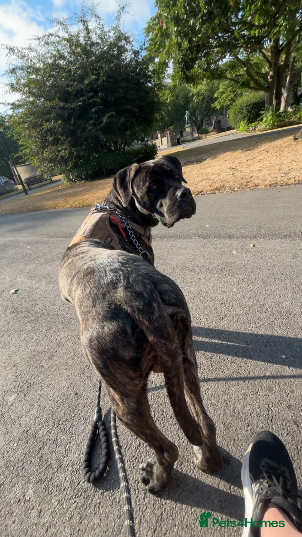 Mixed Breed dogs urget rehome Cane corso mix - Advert 1