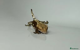 Gecko reptiles for sale: Female Harlequin Crested Gecko - Image 3