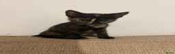 Mixed Breed cats for sale: Female Kitten for sale  - Advert 1