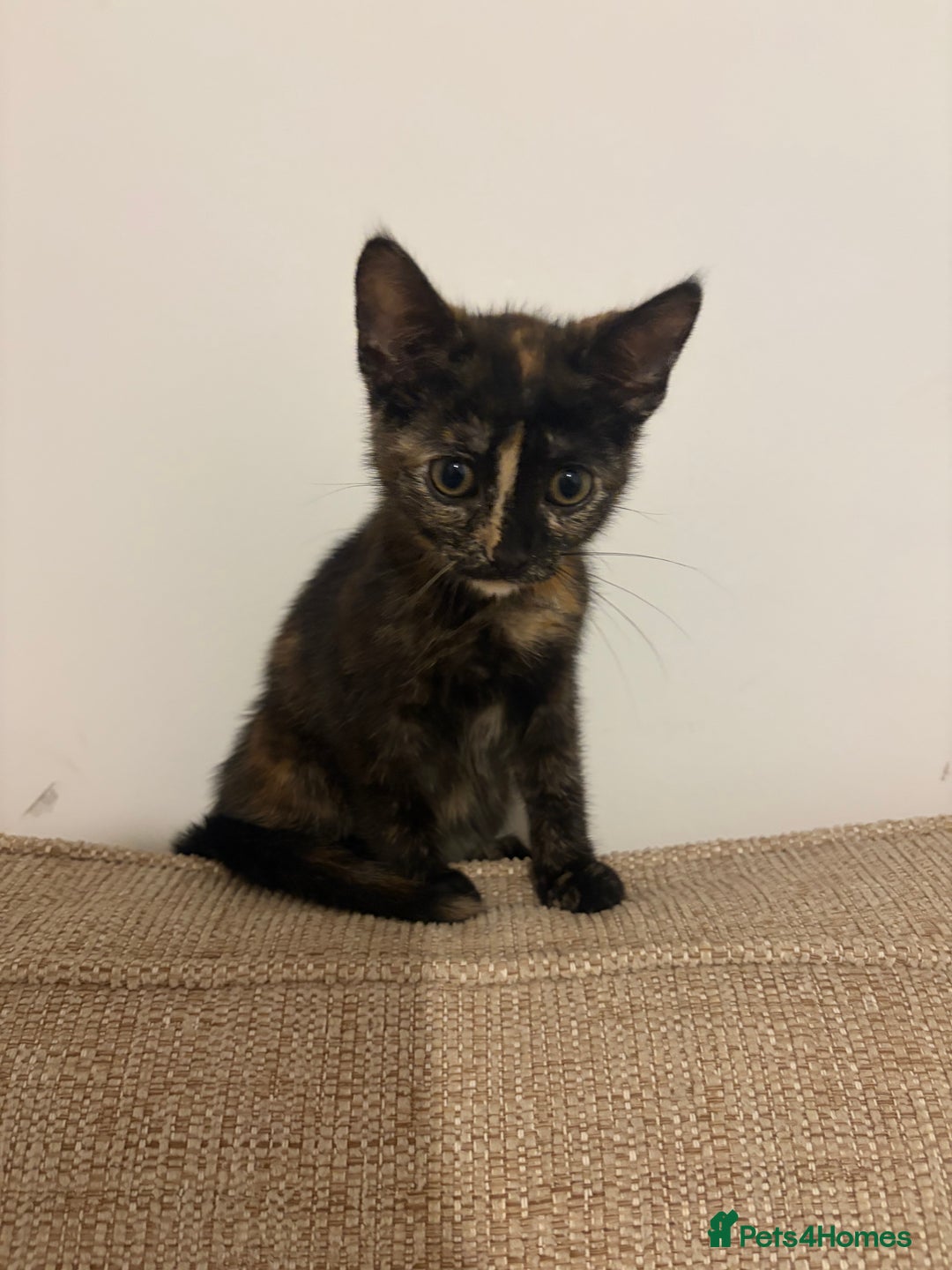 Mixed Breed cats for sale: Female Kitten for sale  - Advert 1