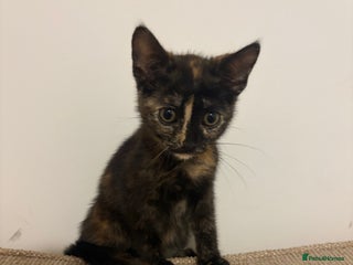 Mixed Breed cats Female Kitten for sale - Advert 1