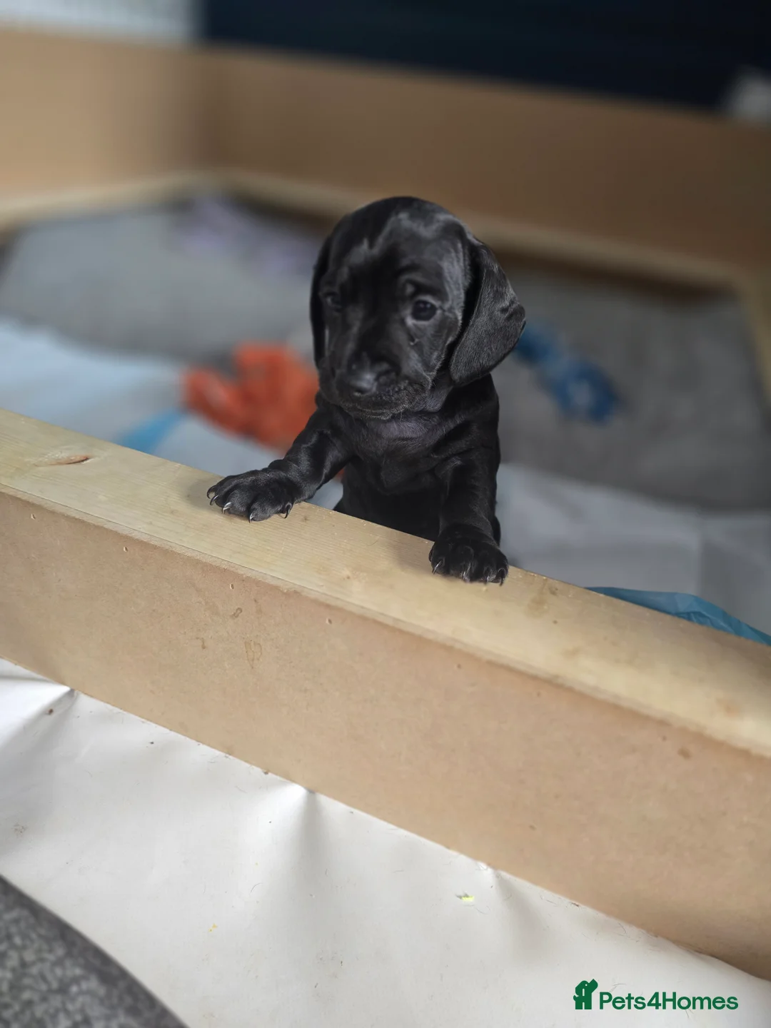 Miniature Dachshund dogs for sale:  Miniature Dachshund boys  - Advert 9