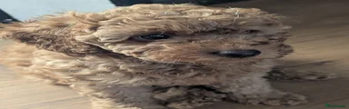 Labradoodle 6