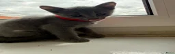 Russian Blue cats for sale: TICA REGISTERED Pure Breed Russian Blue Kittens - Advert 7