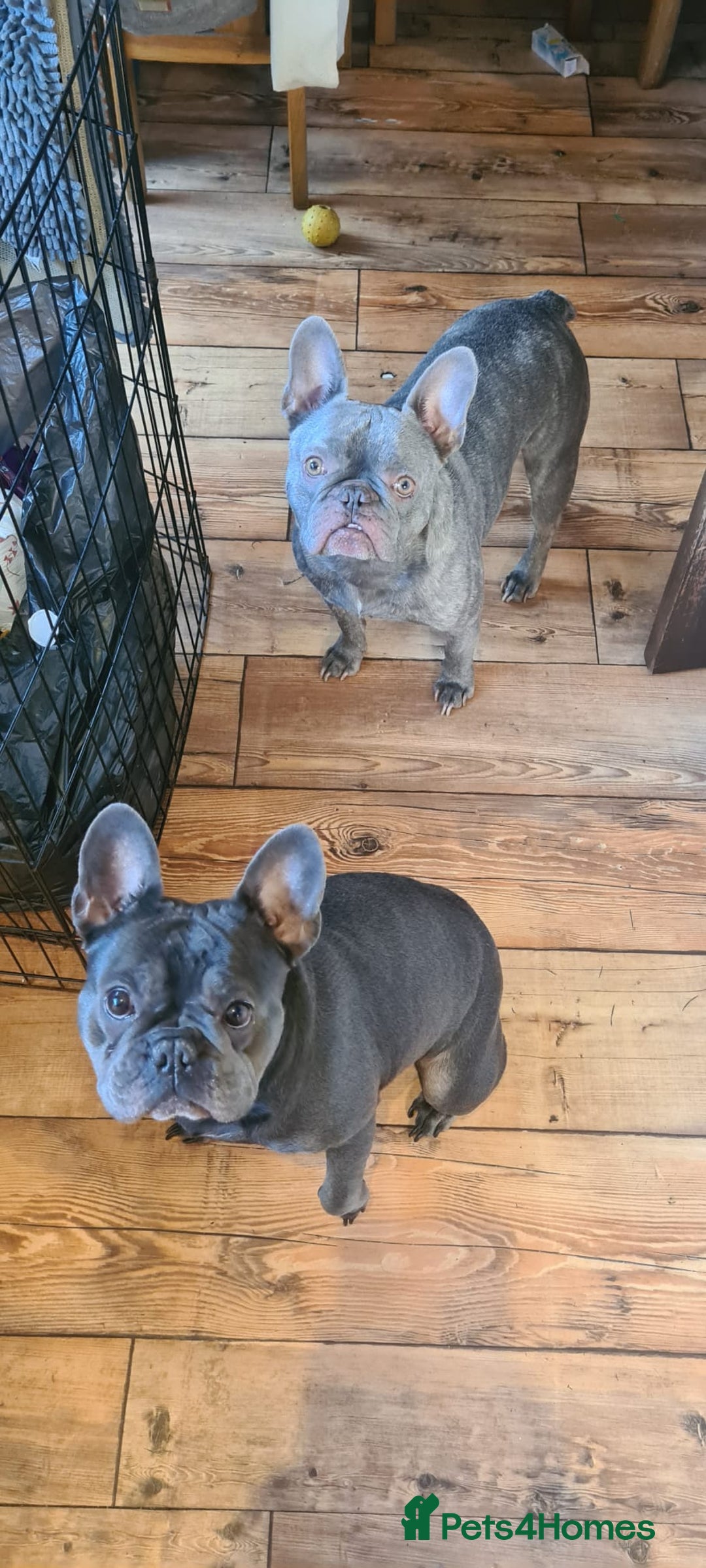 French Bulldog dogs for adoption: ❤️🐶 TILLY & 💙🐶 MARLEY – Two Loving Companions - Advert 11