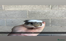 Guinea Pig rodents for sale: Lovely guinea pigs looking for their new homes!  - Image 18