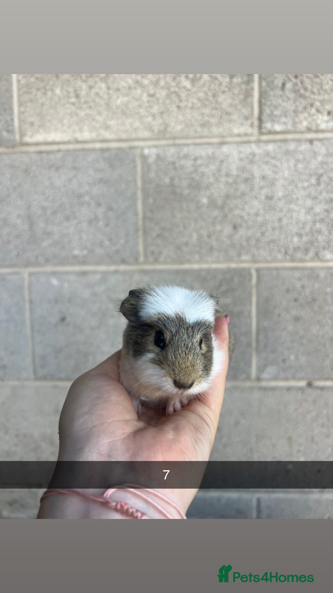 Guinea Pig rodents for sale: Lovely guinea pigs looking for their new homes!  - Image 18
