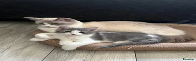 Ragdoll xBritish Shorthair F