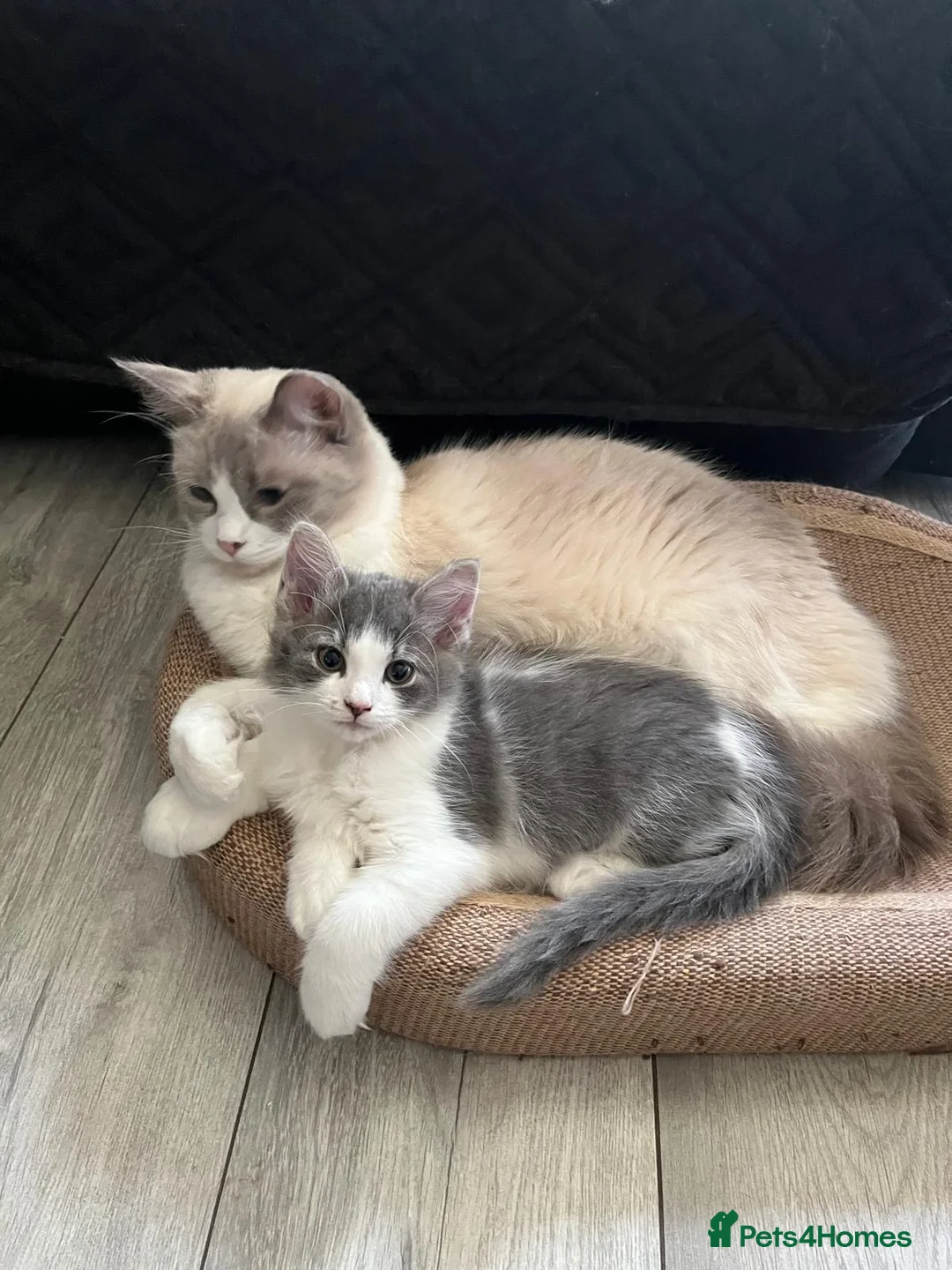 British Shorthair cats for sale: Beautiful Ragdoll x Tabby Kittens– 3 Boys/2 Girls - Advert 2