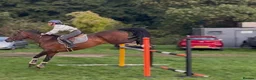 British Warmblood horses for sale: Everyone Needs A Guinness  - Advert 2