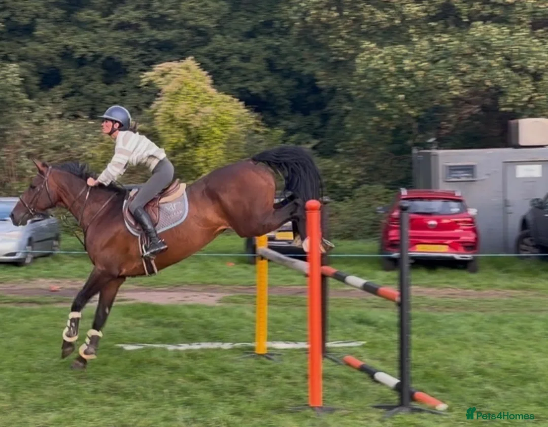 British Warmblood horses for sale: Everyone Needs A Guinness  - Advert 2