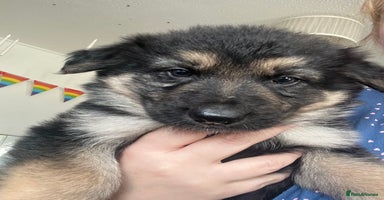 German Shepherd dogs German Shepard puppies.  - Advert 16