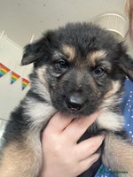 German Shepherd dogs German Shepard puppies. - Advert 2