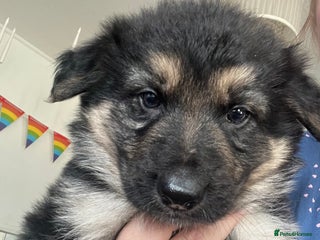 German Shepherd dogs - Advert 7