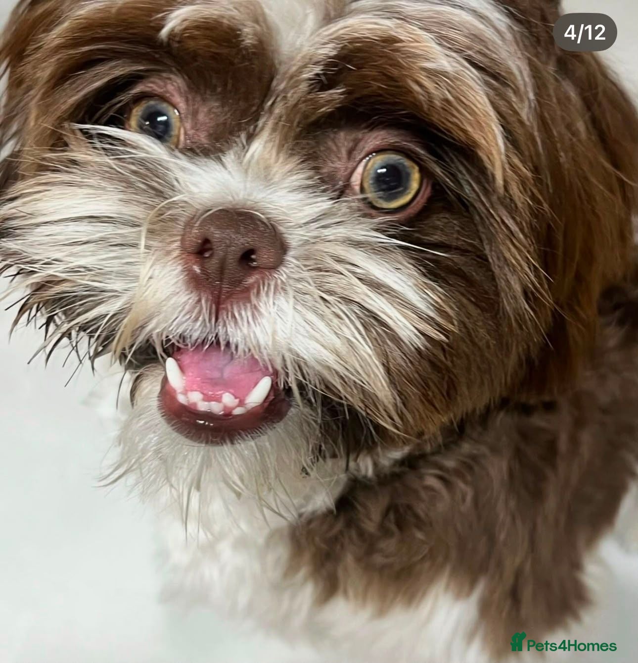 Shih Tzu dogs Last Female Shih Tzu Puppy Available Now - Advert 2