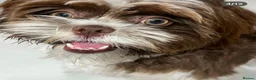 Shih Tzu dogs for sale: Last Female Shih Tzu Puppy Available Now - Advert 1