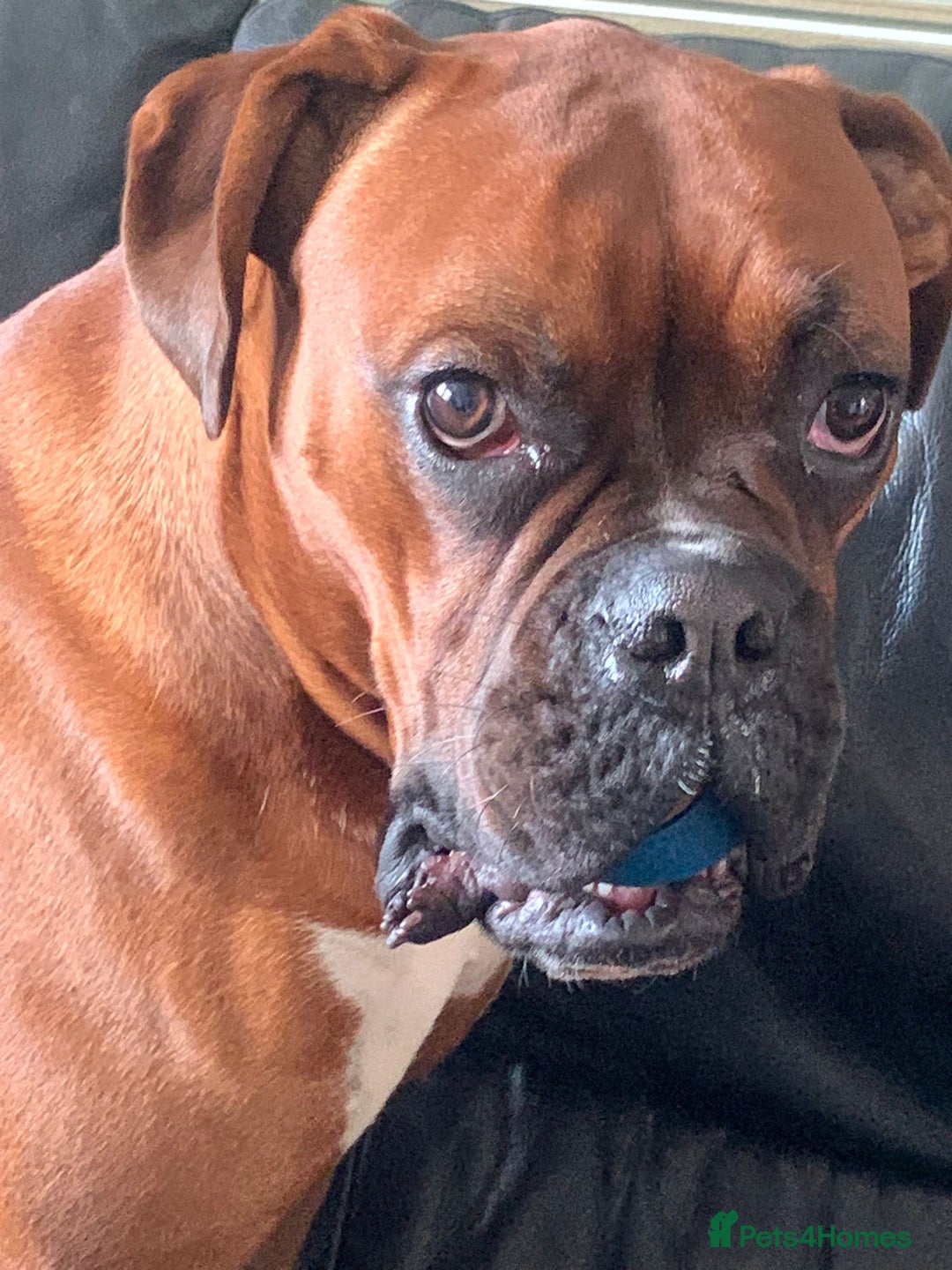 Boxer dogs for stud: Male Boxer Stud - Image 2