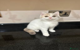 British Shorthair cats for sale: READY NOW - Lilac, BiColours & Colourpoint  - Image 5