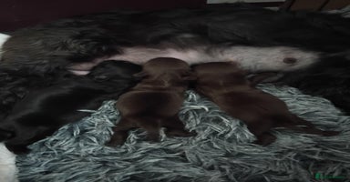 Shih Tzu dogs Beautiful shih tzu babies  - Advert 8