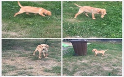 Labrador Retriever dogs for sale: KC Reg Yellow Champagne golden Labrador Puppy boy in Spalding - Image 21