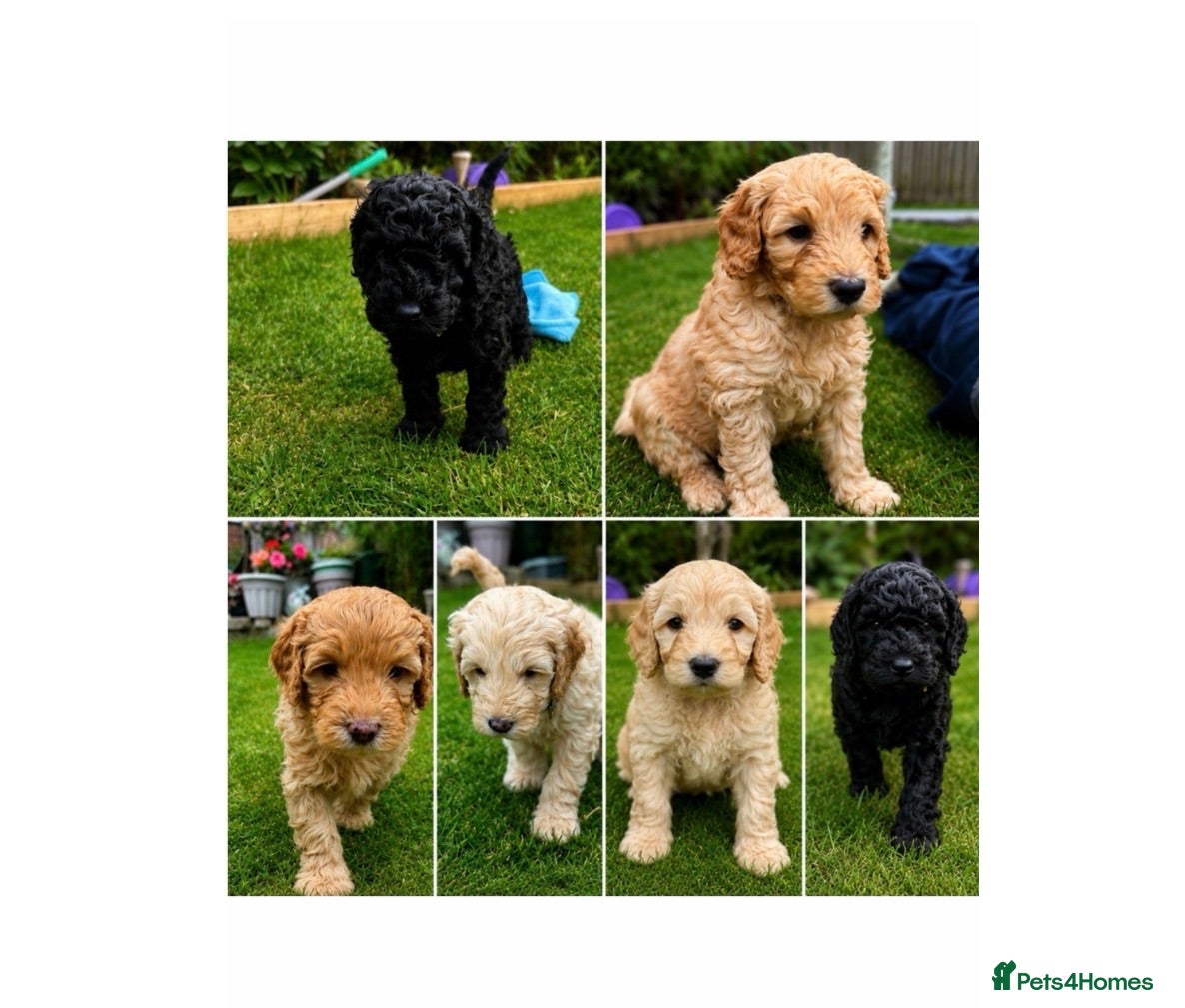 Cockapoo dogs Cockapoo F1B puppies - Advert 5