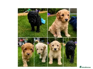 Cockapoo dogs Cockapoo F1B puppies - Advert 5
