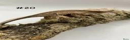 Gecko reptiles for sale: NEW Adult + Juvenile Crested Geckos + Lilly Whites - Advert 39