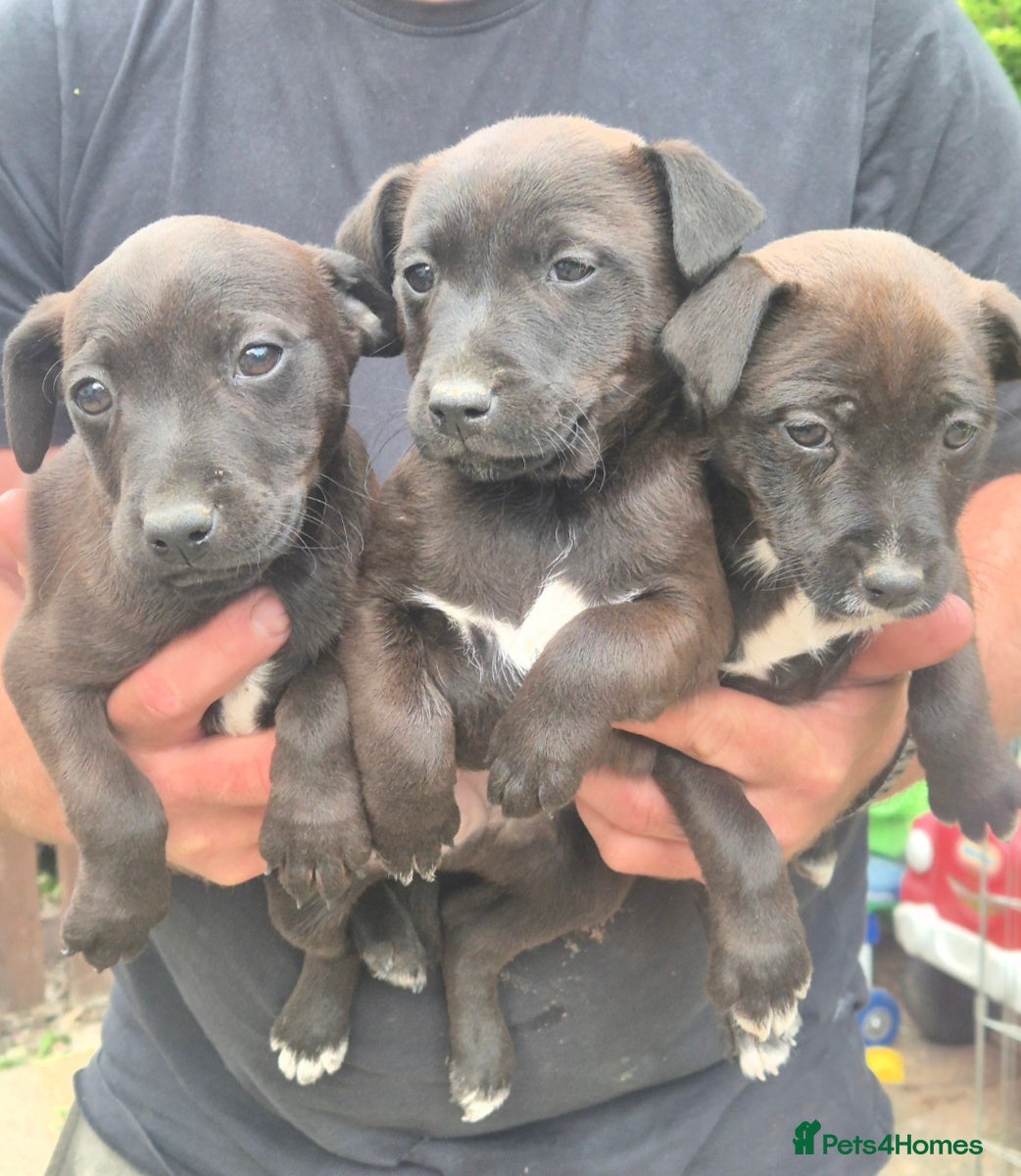 Mixed Breed dogs Border Lakeland X Patterdale terrier  - Advert 2