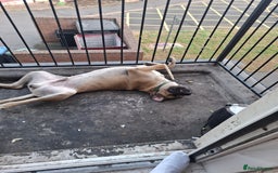 Cane Corso dogs for sale: Cane corso  - Image 2