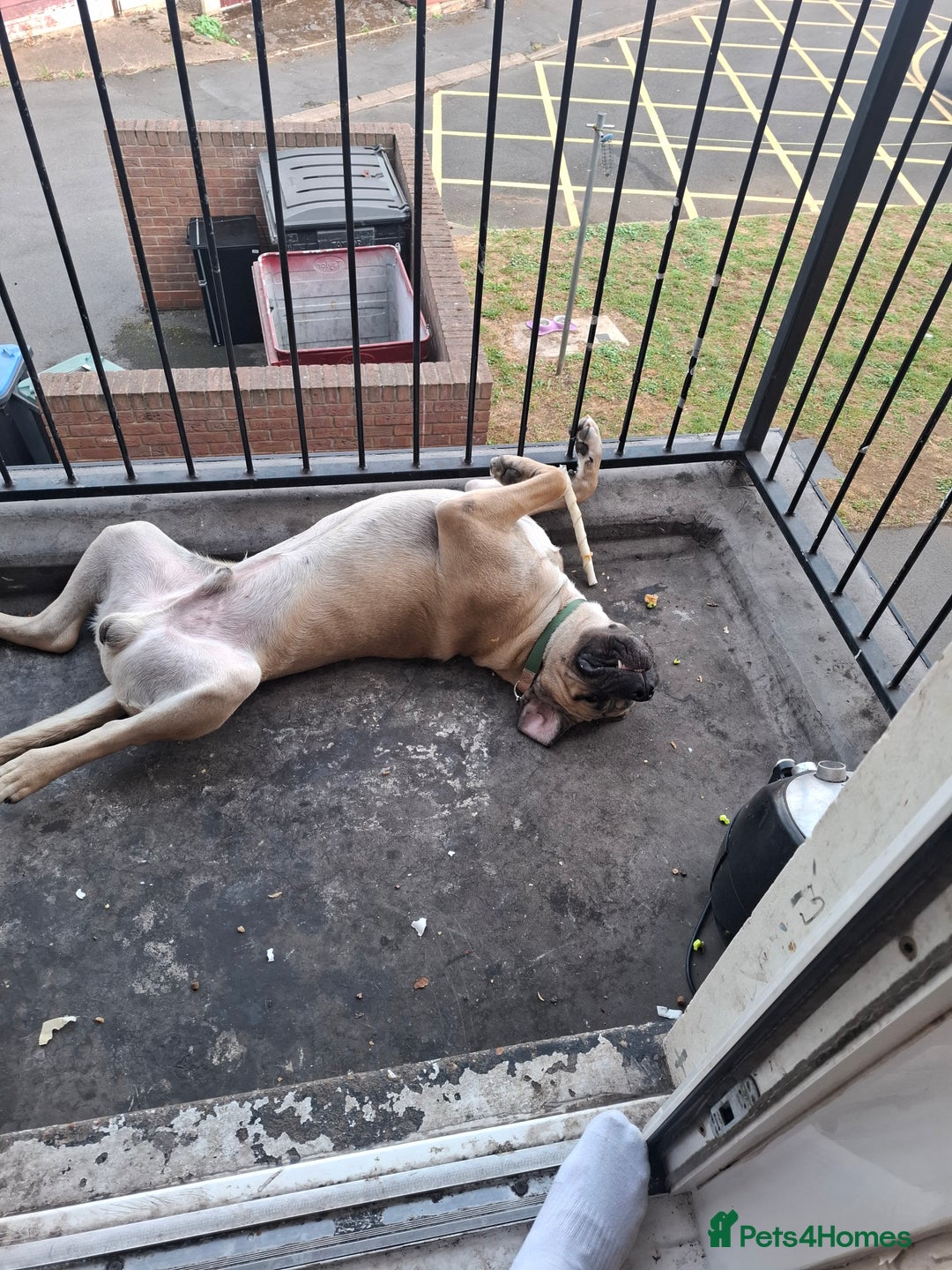 Cane Corso dogs for sale: Cane corso  - Image 2