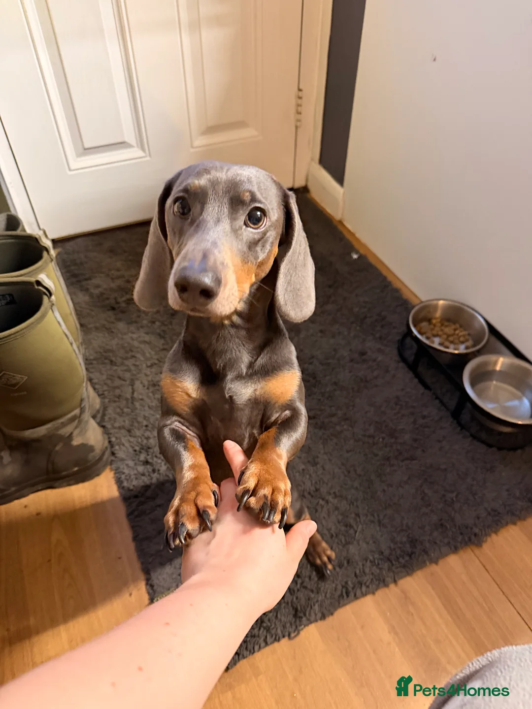 Dachshund dogs for sale: Dachshund looking for his forever home  in Bristol - Advert 4
