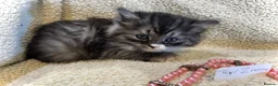 Persian cats for sale: 5 beautiful fluffy Persian crosses.  - Advert 24