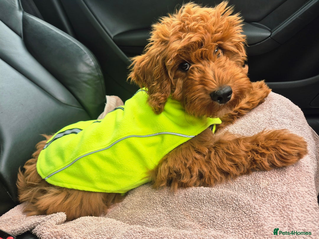 Cockapoo dogs for sale: Teddy - Image 1