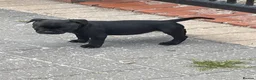 Staffordshire Bull Terrier dogs for sale: KC REGISTERED 3 BLACK BOYS 1 GIRL - Advert 17