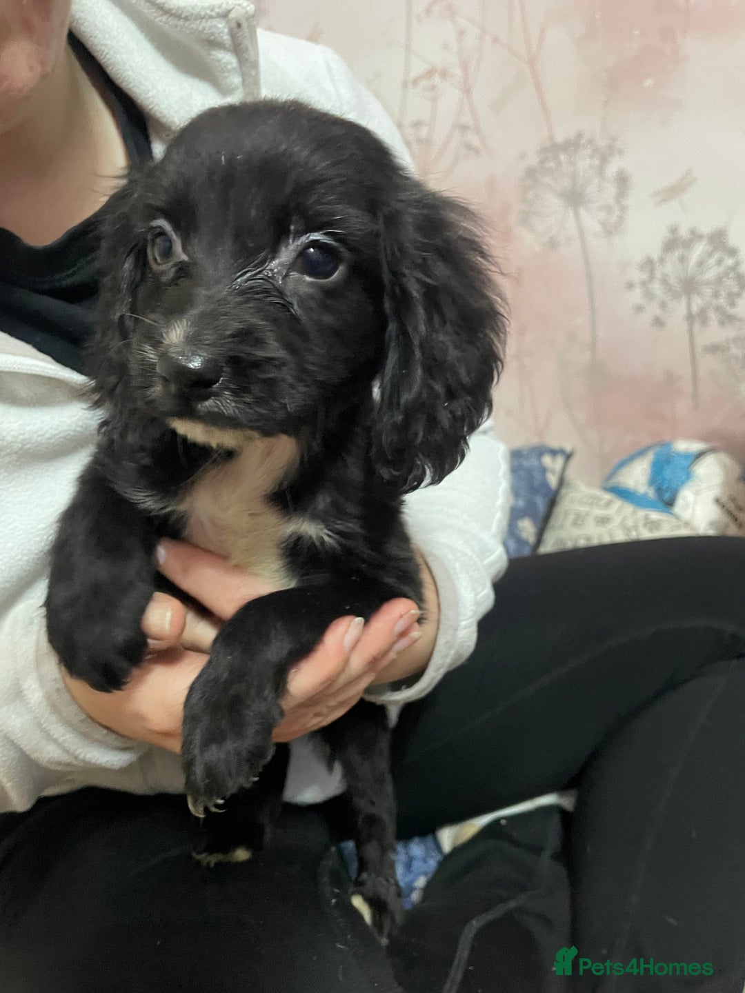 Sprocker dogs for sale: Sprocker Spaniel Puppies - Advert 5