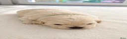 Maltese dogs for sale: Beautiful Maltese Puppies – Loving Family Homes - Advert 14