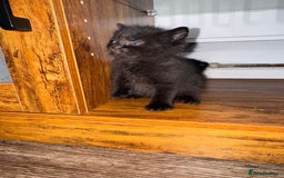 Mixed Breed cats for sale: Black mixed Kittens - Image 12