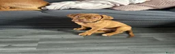 Dogue De Bordeaux dogs for sale: Dogue De Bordeaux Puppies - Advert 3