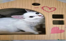 Munchkin cats for sale: Purebred TICA reg. Munchkin kittens ready to go  - Image 4