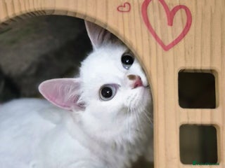 Munchkin cats 1 boy and 1 girl left purebred long legs Munchkin - Advert 14