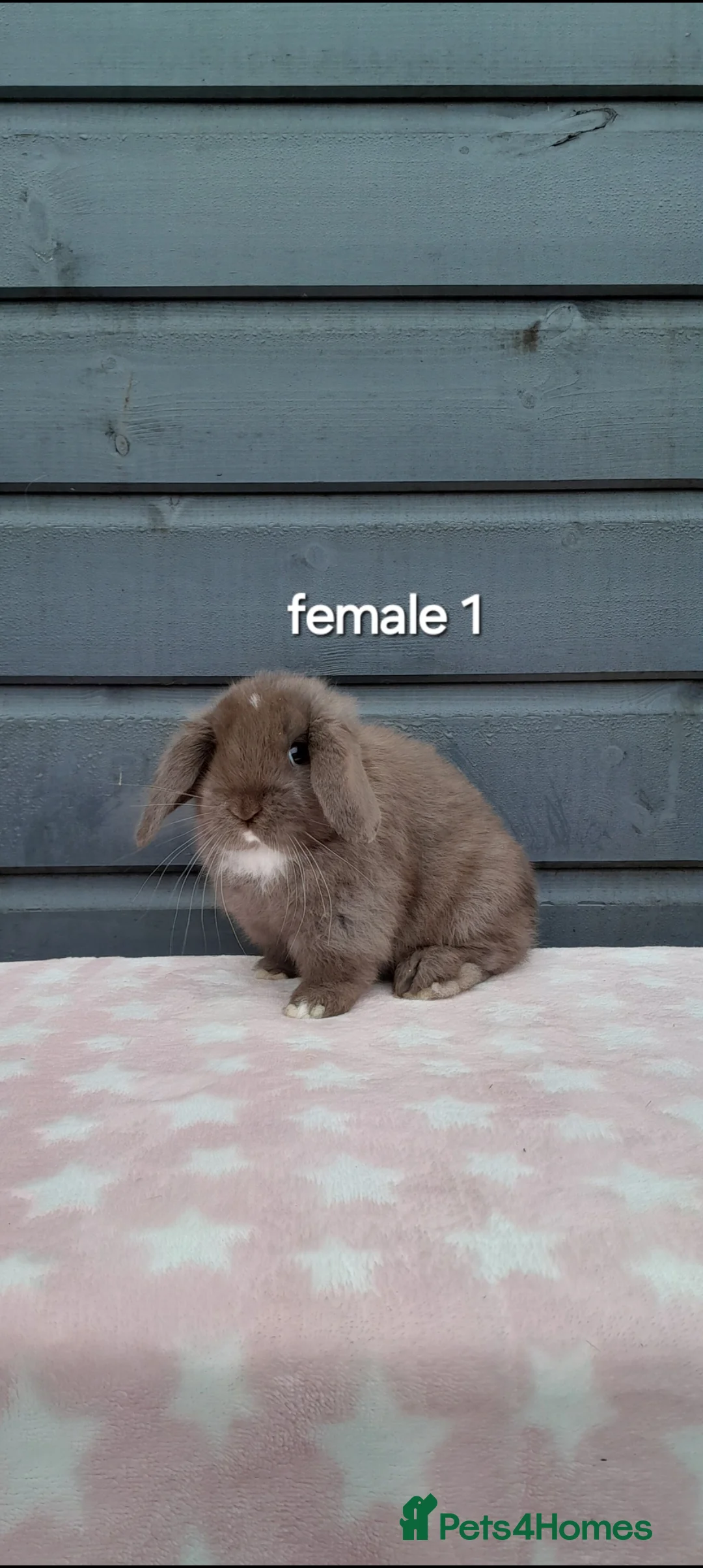 Mini Lop rabbits for sale: Purebred mini lop rabbits  - Advert 2