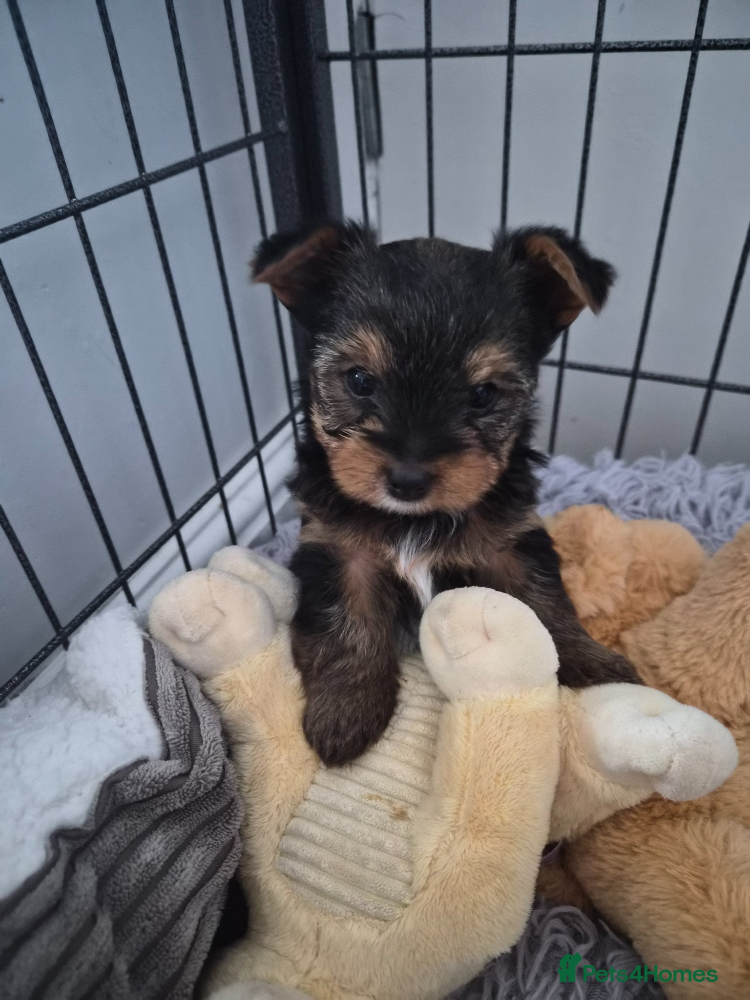 Yorkshire Terrier dogs yorkshire terrier  - Advert 18