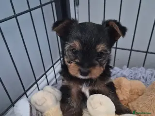 Yorkshire Terrier dogs yorkshire terrier - Advert 18