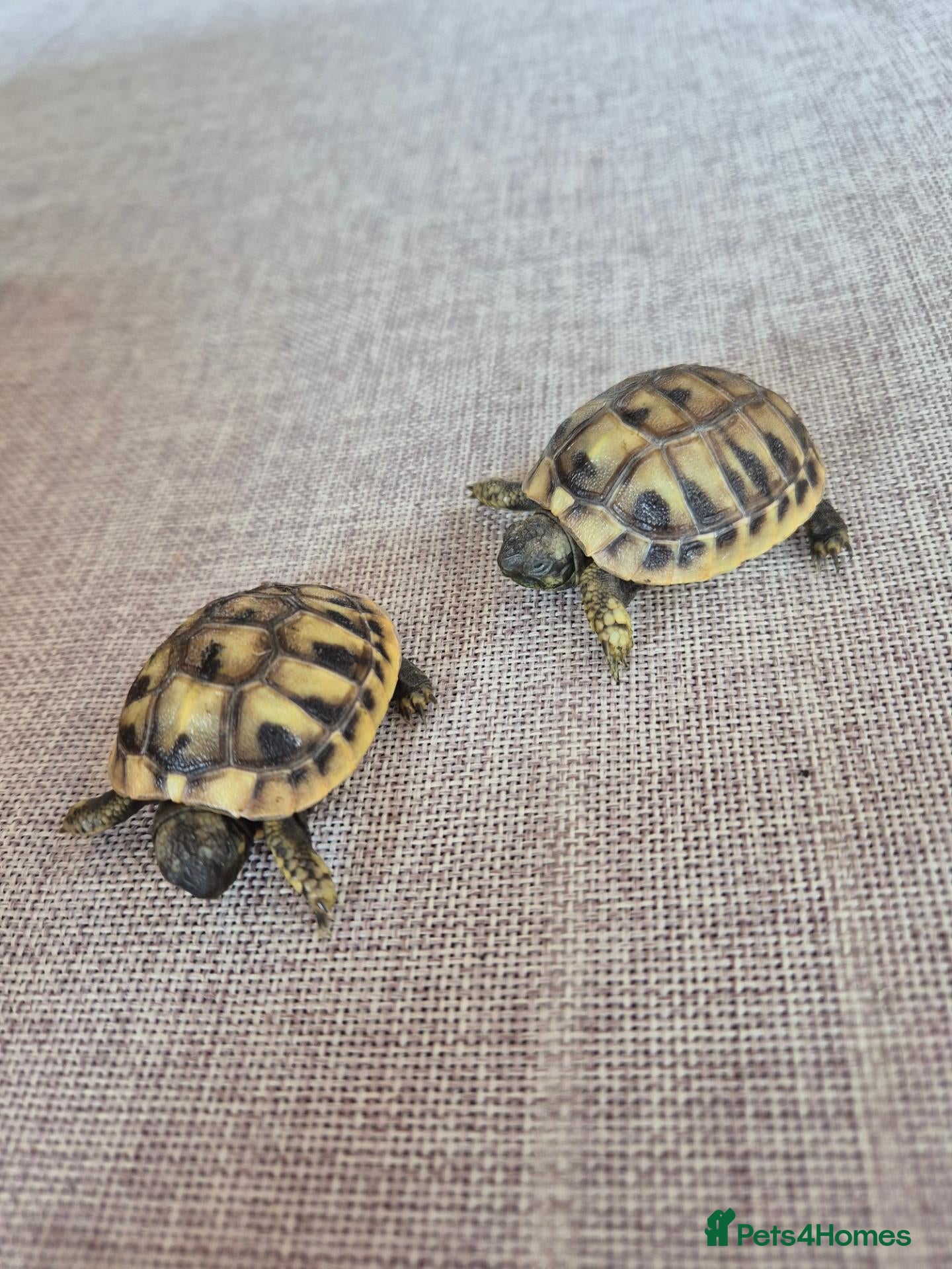Tortoise reptiles Spurthied hatchlings  - Advert 2
