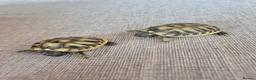 Tortoise reptiles for sale: Spurthied hatchlings  - Advert 2