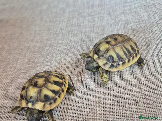 Tortoise reptiles for sale: Spurthied hatchlings - Advert 2