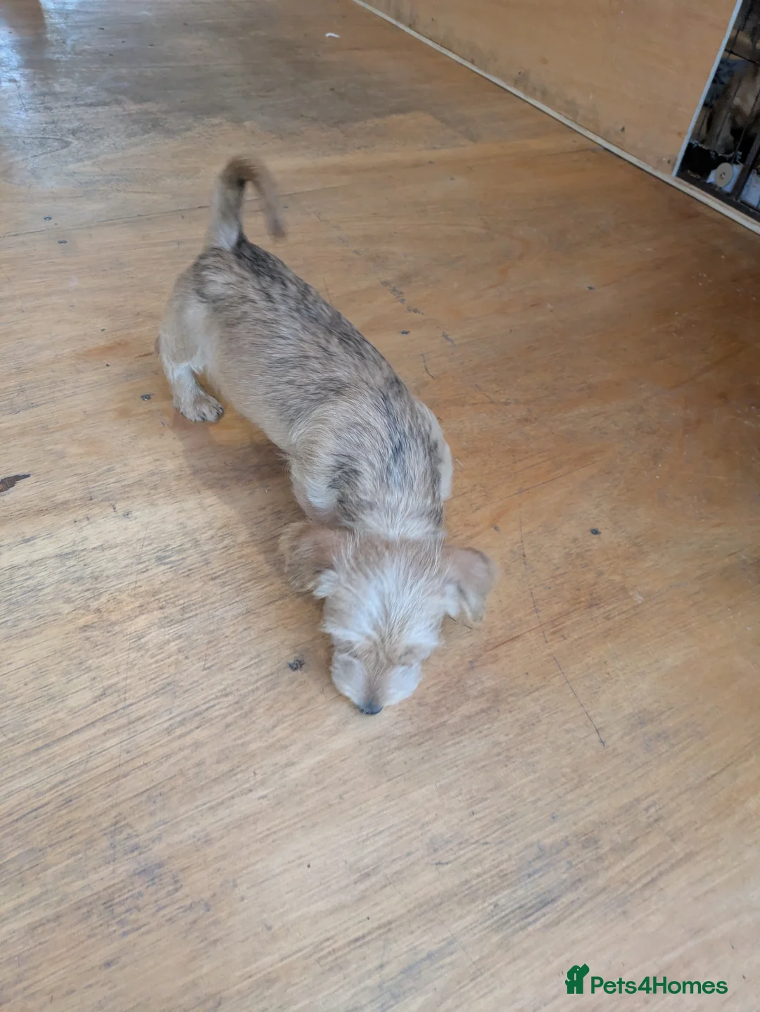 Dachshund dogs for sale: Wire Haired dachunds - Advert 4